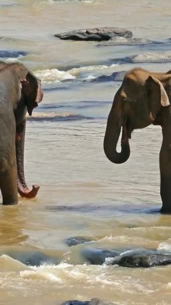 Δύο Ελέφαντες Στον Τροπικό Ποταμό Σρι Λάνκα Κάθετη Βίντεο — Αρχείο Βίντεο