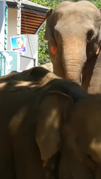 Elefántok Sétálnak Utcán Srí Lankán Függőleges Videó — Stock videók