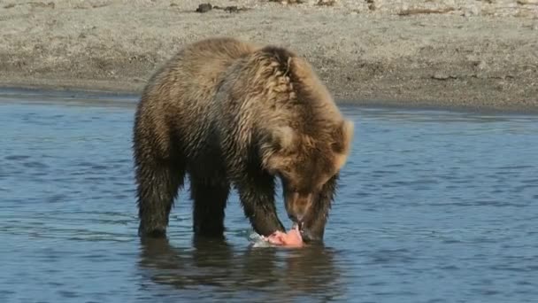 Urso Pardo Comendo Salmão Pego Kamchatka Rússia — Vídeo de Stock