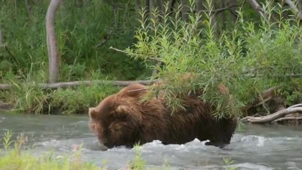 Big Brown Urso Caça Para Salmão Água Pegar Peixe Kamchatka — Vídeo de Stock