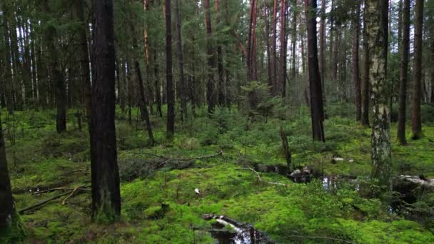 Spårning Skott Mosse Och Tallskog Vacker Natur Landskap — Stockvideo