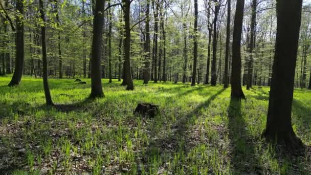 Przeprowadzka Wiosennym Lesie Drzewa Cieniami Słońcem Zielone Drewno — Wideo stockowe
