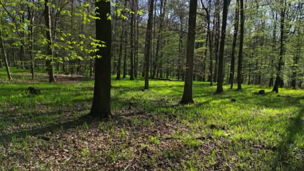 Panorama Floresta Primavera Árvores Com Sombras Sol Madeira Verde — Vídeo de Stock