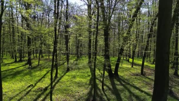 Subiendo Bosque Primavera Árboles Con Sombras Sol Madera Verde — Vídeo de stock
