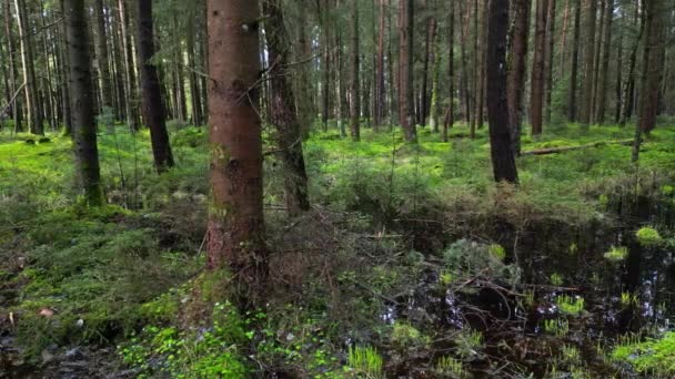 Слідкуючий Знімок Болота Соснового Лісу Красивий Ландшафт Природи — стокове відео