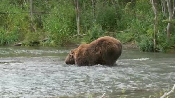 Duży Niedźwiedź Brunatny Poluje Łososia Wodzie Łapie Ryby Kamczatka Rosja — Wideo stockowe