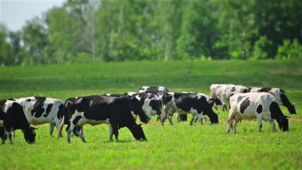 夏季牧场上的奶牛群 — 图库视频影像