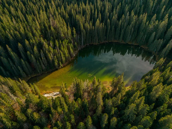 Aerial Top View Lake Fir Forest Sunset Autumn Drone Photography — Stock Photo, Image