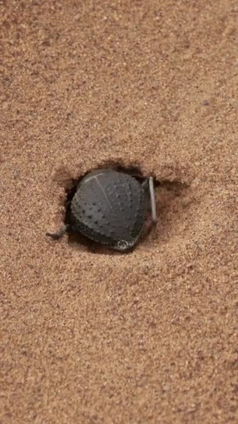 Skarabäus Käfer Gräbt Der Sahara Einen Nerz Den Sand Vertikales — Stockvideo