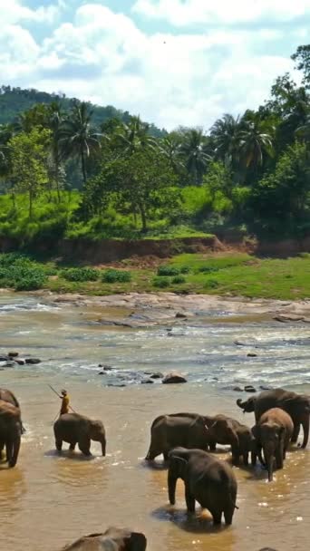 Pinnawala Fil Yetimhanesi Sri Lanka Daki Nehirdeki Filler Dikey Video — Stok video