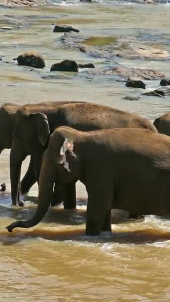 Слони Тропічній Річці Шрі Ланка Вертикальне Відео — стокове відео