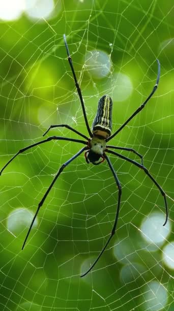 Araña Tropical Web Toma Macro Vídeo Vertical — Vídeos de Stock