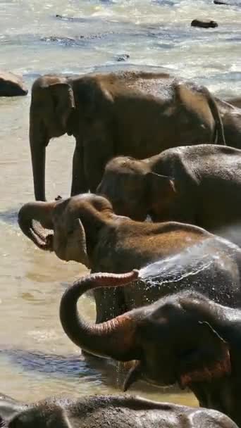 Слоны Тропической Реке Шри Ланка Вертикальное Видео — стоковое видео