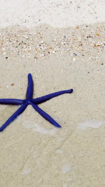Dos Estrellas Mar Rojas Azules Yaciendo Una Playa Arena Olas — Vídeos de Stock