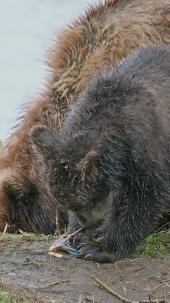 Женщина Бурый Медведь Детеныши Лежат Траве Камчатка Россия Вертикальное Видео — стоковое видео