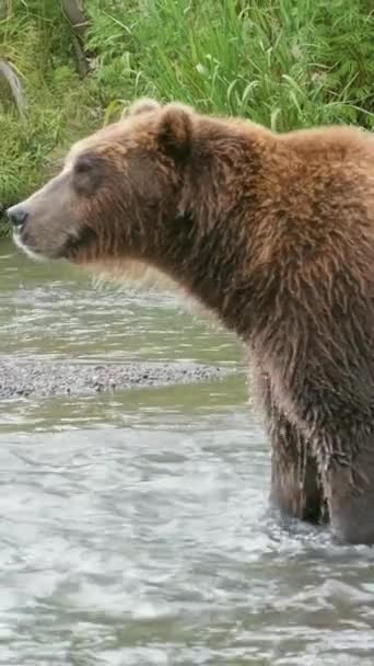 Big Brown Bear Hunts Salmon River Kamchatka Russia Vertical Video — Stock Video
