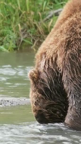 Grande Orso Bruno Che Mangia Salmone Pescato Kamchatka Russia Video — Video Stock