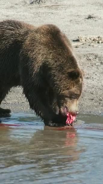 Καφέ Αρκούδα Τρώει Σολομό Καμτσάτκα Ρωσία Κάθετη Βίντεο — Αρχείο Βίντεο