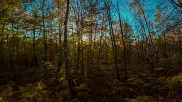 Pôr Sol Bonito Floresta Brilhante Outono Timelapse — Vídeo de Stock