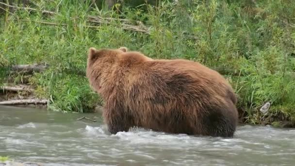 川の近くの森の中の大きな茶色のクマ — ストック動画