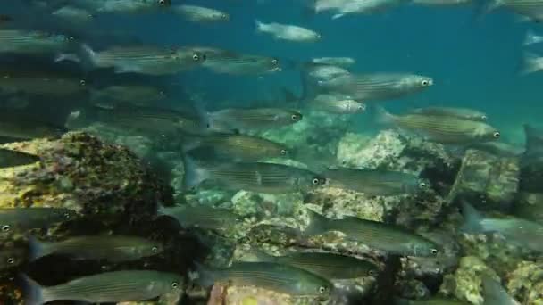Escola Peixes Tainha Subaquática Mar Mediterrâneo Câmera Lenta — Vídeo de Stock