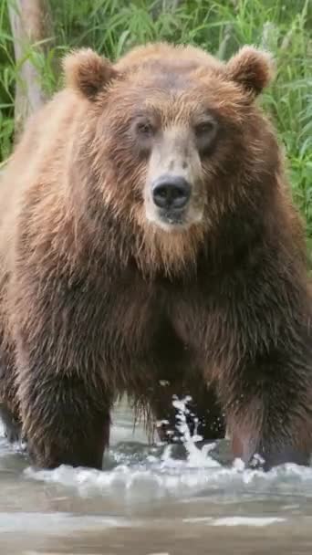 Wielkie Niedźwiedzie Brunatne Łowią Rzece Pionowe Wideo — Wideo stockowe