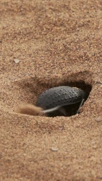 스카라브 딱정벌레는 사하라 사막의 모래에서 밍크를 있습니다 비디오 — 비디오