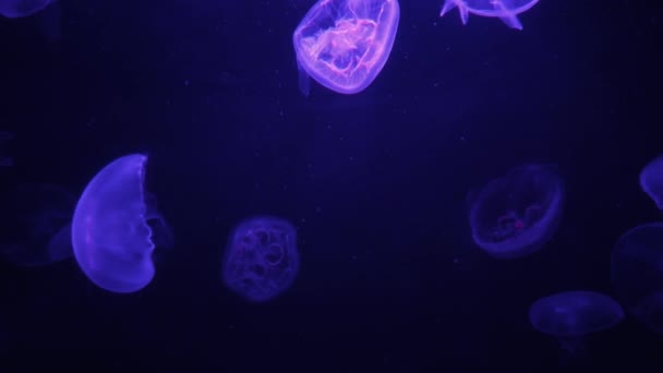 Işıkta Yüzen Güzel Denizanaları Koyu Arka Planda — Stok video