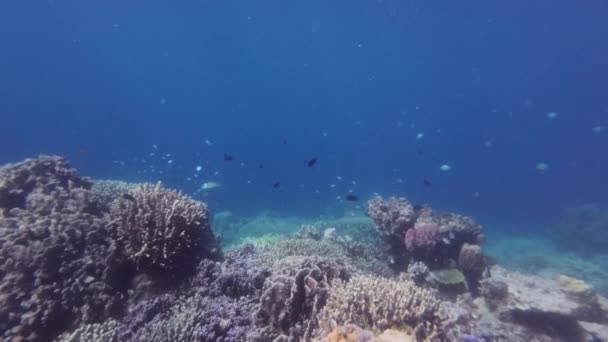 Barevné Korálové Útesy Ryby Tropických Mořích Pod Vodou Šnorchlování Filipínách — Stock video