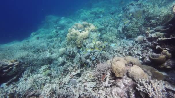 サンゴ礁と熱帯海水中の魚の多く フィリピン島でシュノーケリング スローモーション4K — ストック動画