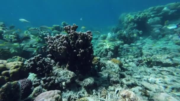 Recife Coral Muitos Peixes Mar Tropical Subaquático Mergulho Ilha Das — Vídeo de Stock