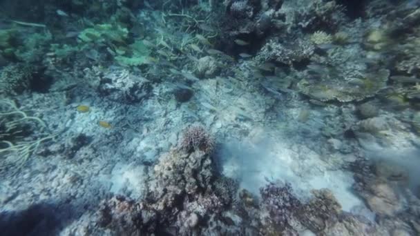 サンゴ礁と熱帯海水中の魚の多く フィリピン島でシュノーケリング スローモーション4K — ストック動画