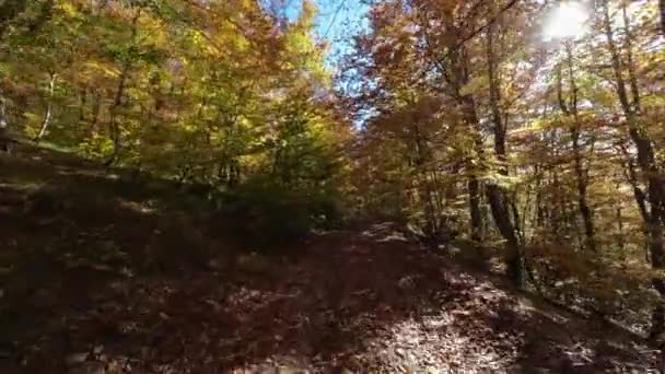 Pov Standpunkt Autofahren Auf Unbefestigter Schotterstraße Durch Bunten Herbstlichen Baumwald — Stockvideo