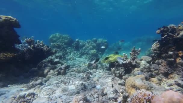 Κοραλλιογενή Ύφαλο Και Puffer Ψάρια Στην Τροπική Θάλασσα Υποβρύχια Snorkeling — Αρχείο Βίντεο