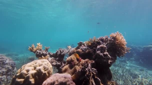 Κοραλλιογενή Ύφαλο Και Κλόουν Ψάρια Στην Τροπική Θάλασσα Υποβρύχια Snorkeling — Αρχείο Βίντεο