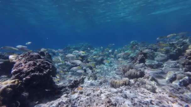 Κοραλλιογενής Ύφαλος Και Πολλά Ψάρια Στην Τροπική Θάλασσα Υποβρύχια Snorkeling — Αρχείο Βίντεο