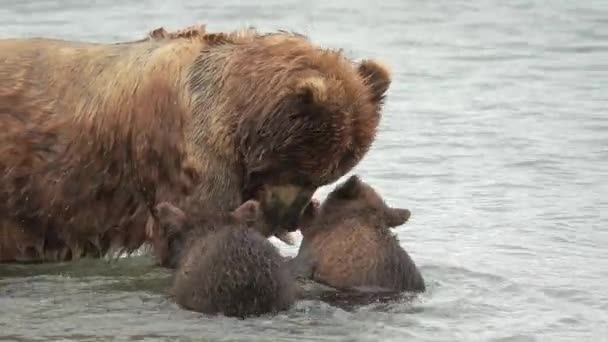 Familjen Brunbjörnar Floden Mamman Fångade Laxen Cubs Slåss För Fisk — Stockvideo