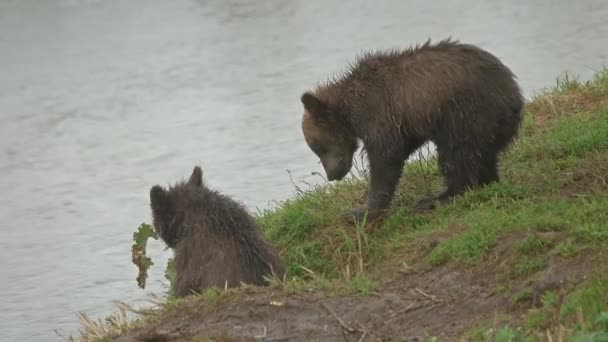 Młode Niedźwiedzie Brunatne Jedzące Czerwone Łososie Podczas Tarła Rybnego — Wideo stockowe