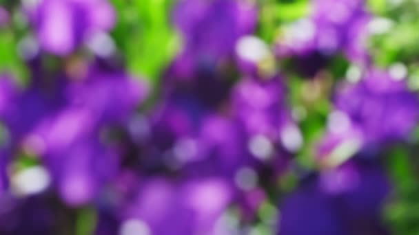 Abstrakte Schöne Violette Unschärfe Frühling Blühende Blumen Hintergrund — Stockvideo