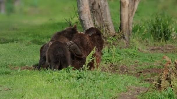 Brązowy Niedźwiedź Matka Karmienie Piersią Młode Lecie Kamczatka Rosja — Wideo stockowe