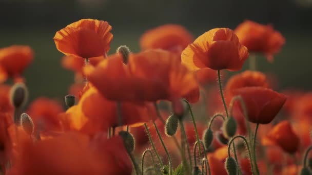 Champ Fleuri Fleurs Pavot Rouge Coucher Soleil Nature Abstraite Fond — Video