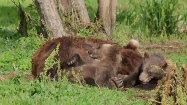 Twee Bruine Berenwelpen Spelen Buurt Van Hun Moeder Kamchatka Rusland — Stockvideo