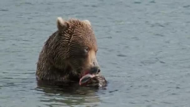Orso Bruno Mangiare Salmone Catturato Kamchatka Russia — Video Stock