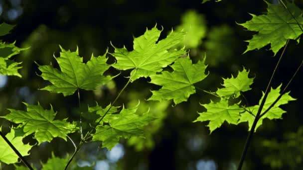 暗い森の背景で日光明るい緑のメープル葉 — ストック動画