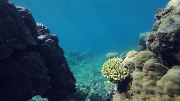热带海底多彩的珊瑚礁 菲律宾岛上的浮潜 慢速运动4K — 图库视频影像
