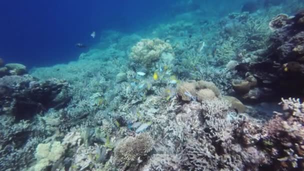 Κοραλλιογενής Ύφαλος Και Πολλά Ψάρια Στην Τροπική Θάλασσα Υποβρύχια Snorkeling — Αρχείο Βίντεο