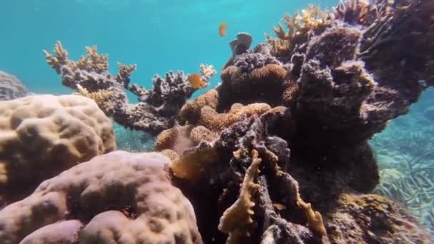 热带海水中的珊瑚礁和小丑鱼 在菲律宾岛上的浮潜 慢动作4K — 图库视频影像