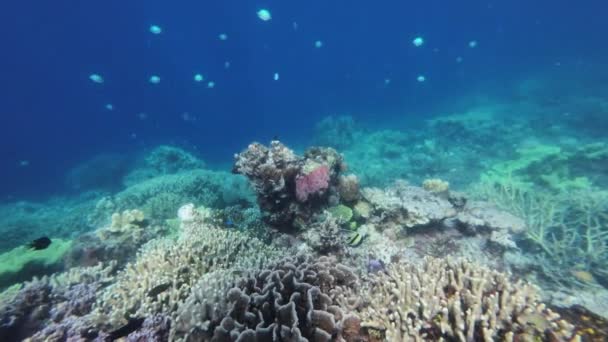 Πολύχρωμο Κοραλλιογενή Ύφαλο Και Ψάρια Στην Τροπική Θάλασσα Υποβρύχια Snorkeling — Αρχείο Βίντεο