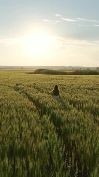 美しい女の子は日没で小麦畑を歩き 空中を眺めています バーティカルビデオ — ストック動画