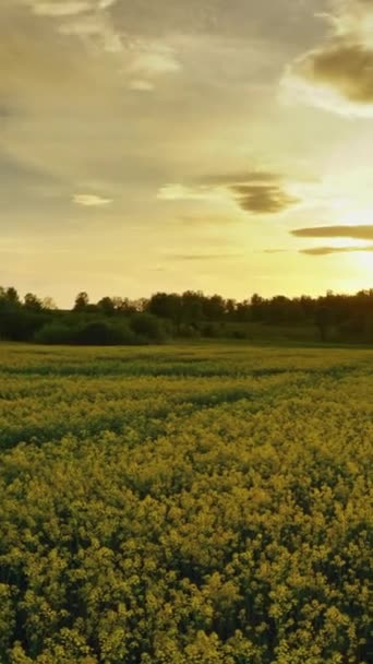 Paysage Avec Beau Champ Colza Fleurs Coucher Soleil Zoom Dans — Video